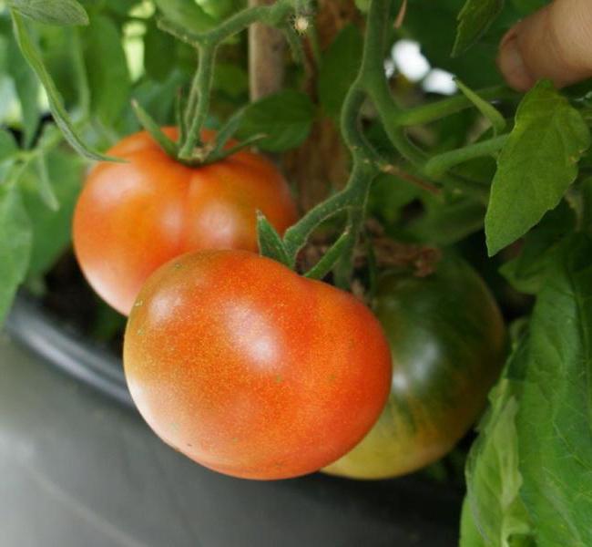 Pomidory charakterystyczne dla Jamału