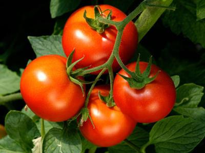 Pomidory dla regionu moskiewskiego