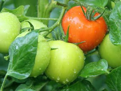 Pomidory dla regionu moskiewskiego
