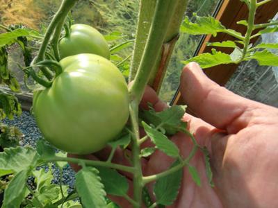 Най-добрите сортове домати за Московска област