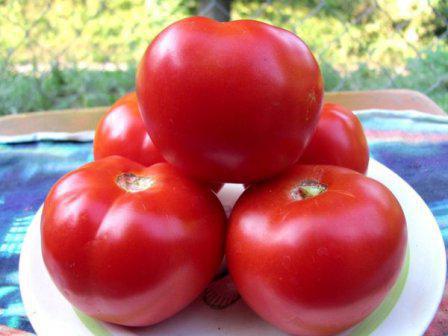 rajčata červená červená recenze fotografií