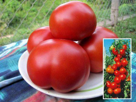 červená rajčatová červená odrůda popis recenze fotografií