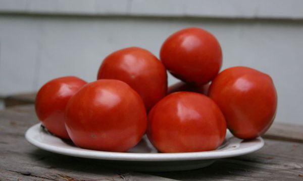 rajčica crvena crvena pregled fotografije prinos