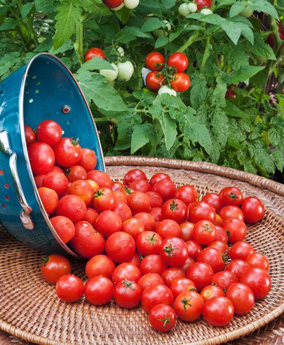 rajčatová červená hřebíčková recenze fotografií