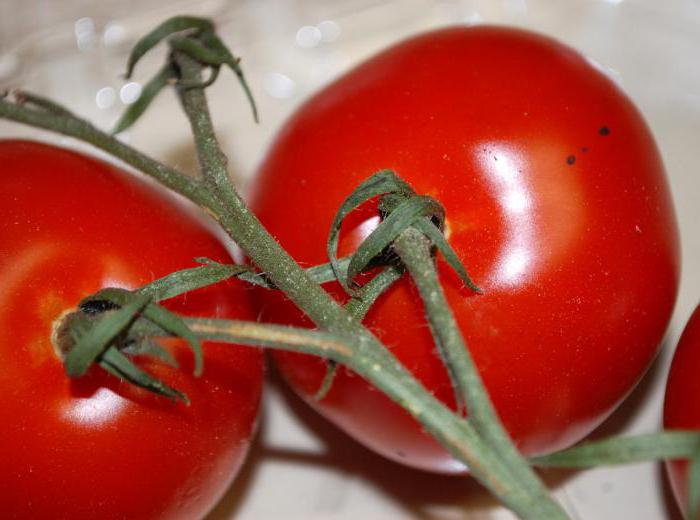czerwona czapka z pomidorami recenzje zdjęć