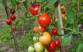 червен домат червени ревюта снимка, който засадени