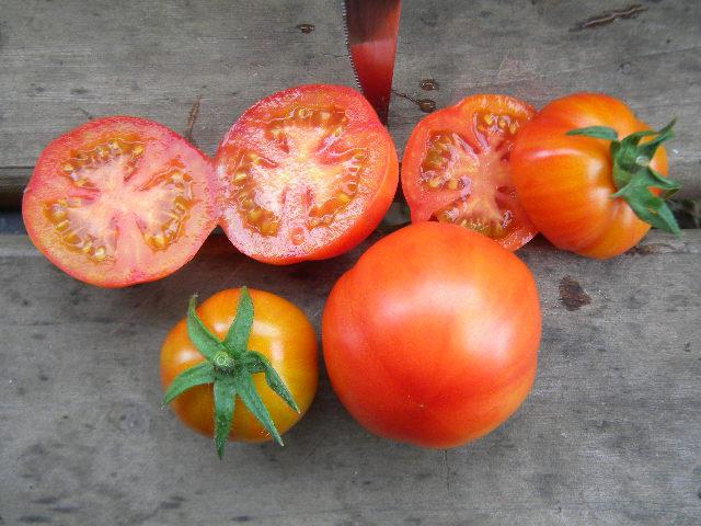 Raznovrsna rajčica Sanka