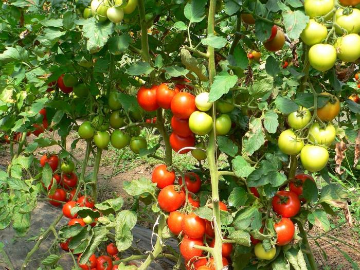 Prvo hranjenje sadnica rajčice