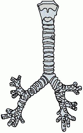 Anatomia della trachea