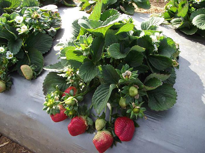 разсаждане на ягоди през лятото