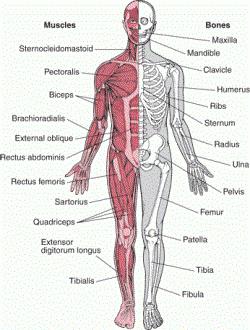 miglior trattamento del sistema muscolo-scheletrico