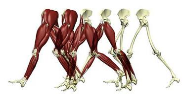 naruszenie układu mięśniowo-szkieletowego