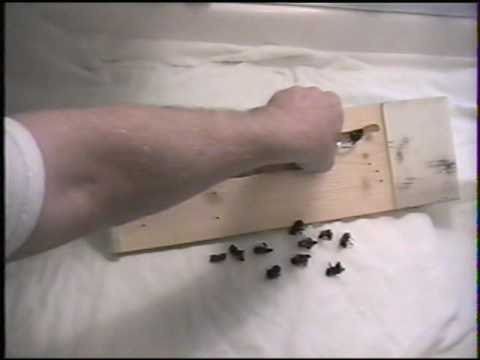Как да премахнете дървесните бръмбари