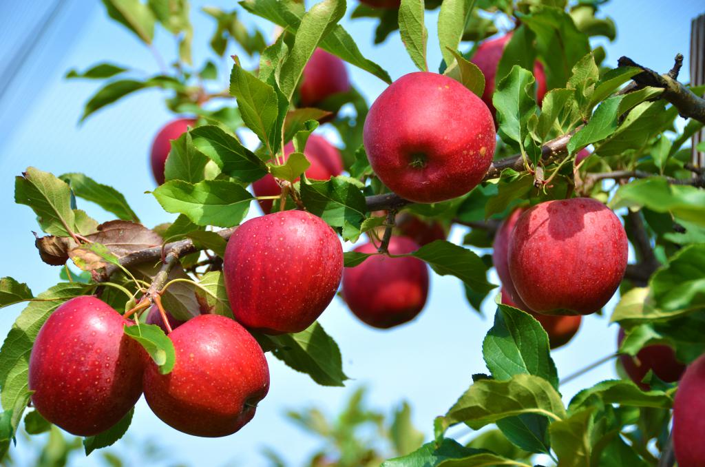 Albero di mele