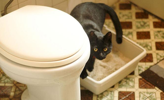 како научити мачку у тоалет