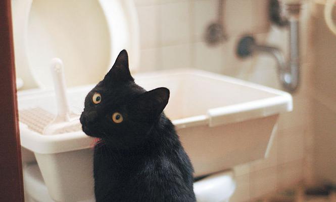 come insegnare un gatto al bagno