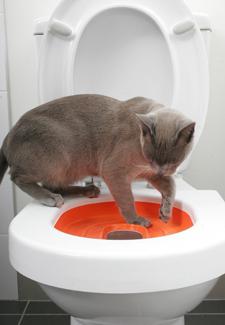sistema di addestramento per toilette per gatti
