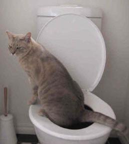 učit kočku, aby šla na toaletu