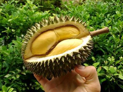 durian chuť