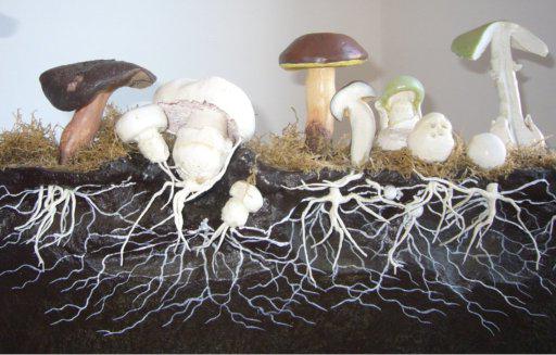 trubkové houby