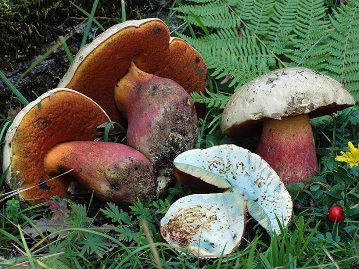 jedovaté trubkové houby