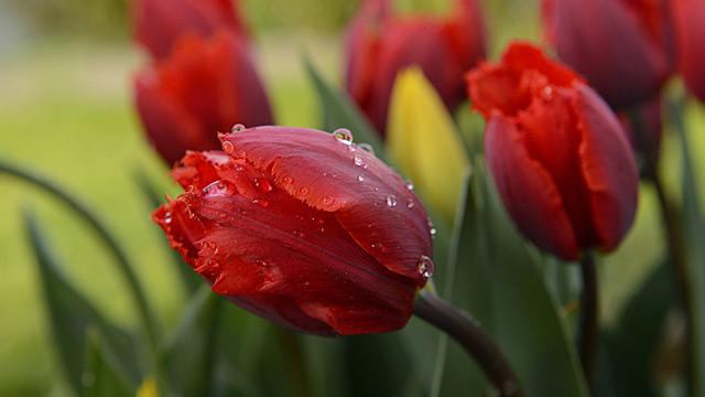 tulipány pečovat po květu