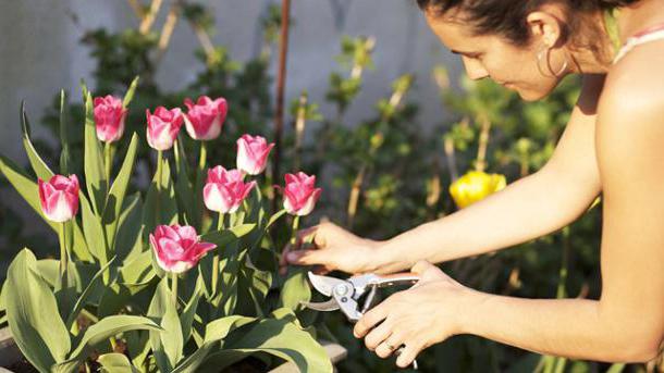 při kopání tulipánů po květu