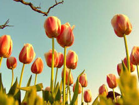 tulipany kwitły