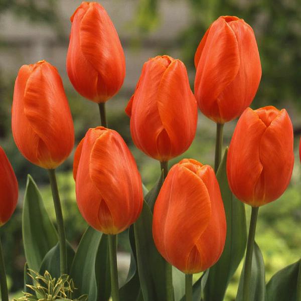 bulbi di tulipano