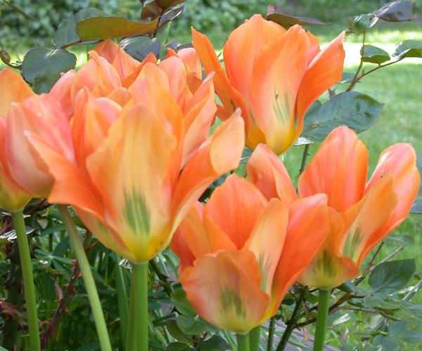 cura dei tulipani
