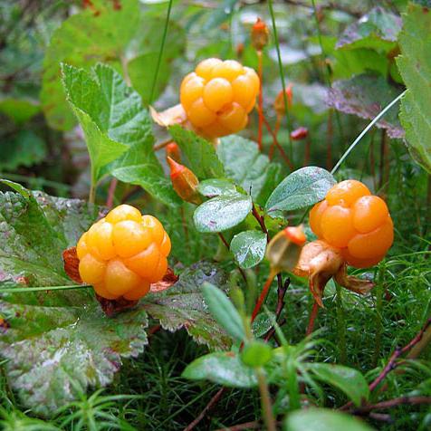 piante di tundra cloudberry