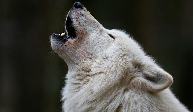 bílý vlk