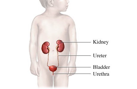 urina torbida bianca in un bambino