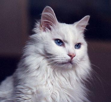 Turecká angora kočka