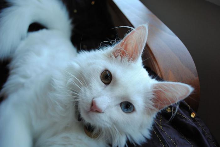 turška angora mačka