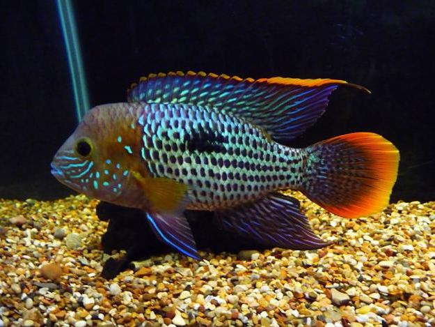 акара акваријске рибе