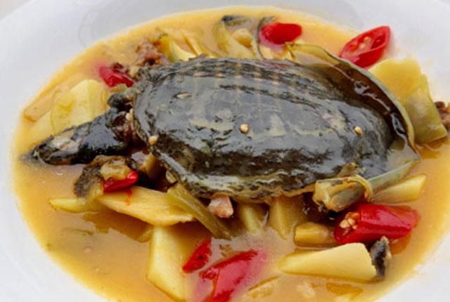 quale zuppa di tartaruga tartaruga è bollita