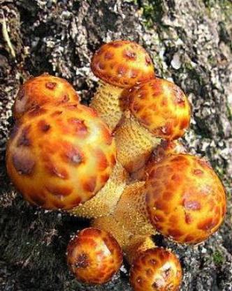 houby zdvojnásobí honeydew summer
