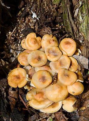 Podzimní houby