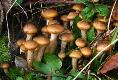 houby zdvojnásobí honeydew summer
