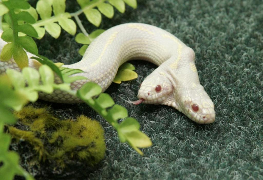 Истинска двуглава албиносова змия