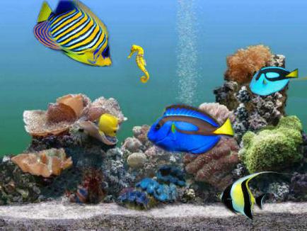 druhy akvarijních ryb