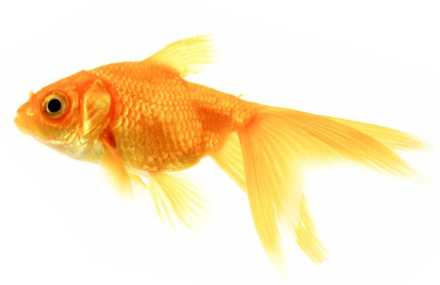съвместимост на видовете аквариумни риби