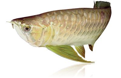slika živorodnih vrst akvarijskih rib