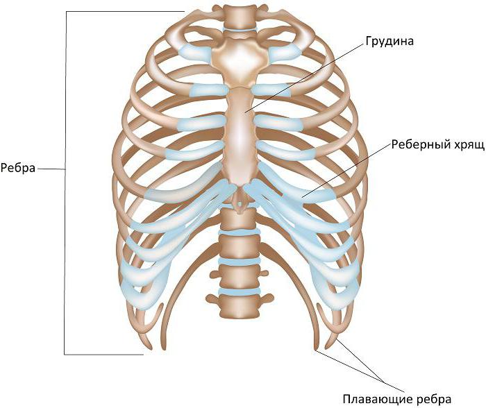 Tipi di ossa fibrose