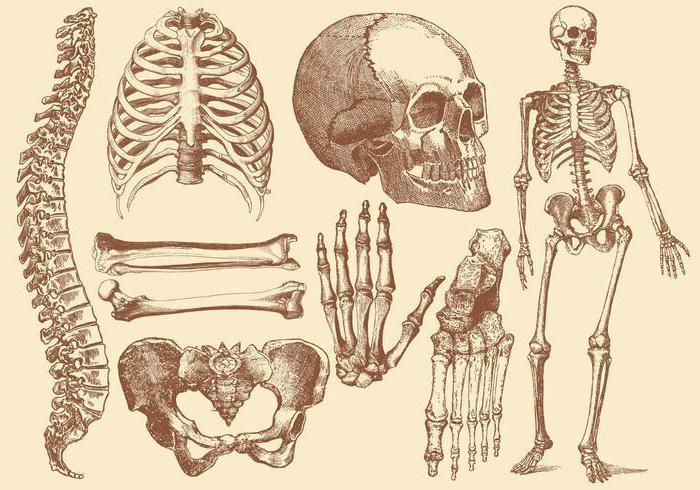 vrste kosti