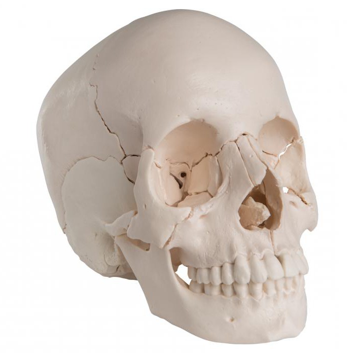 rodzaje kości czaszki