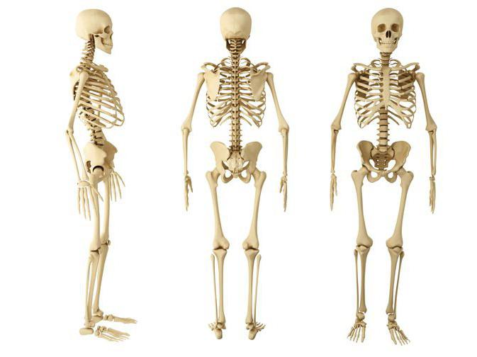 tipi di ossa umane