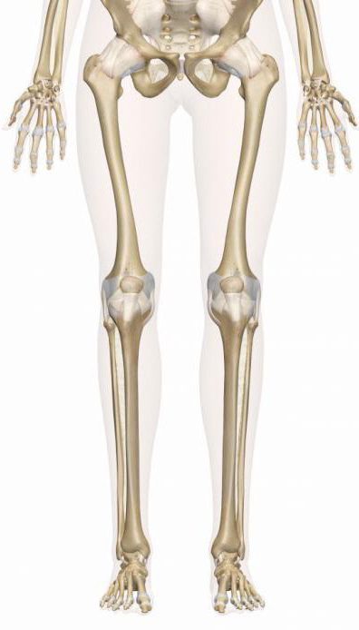 vrste kosti okostja