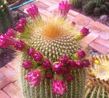 vrste kaktusa